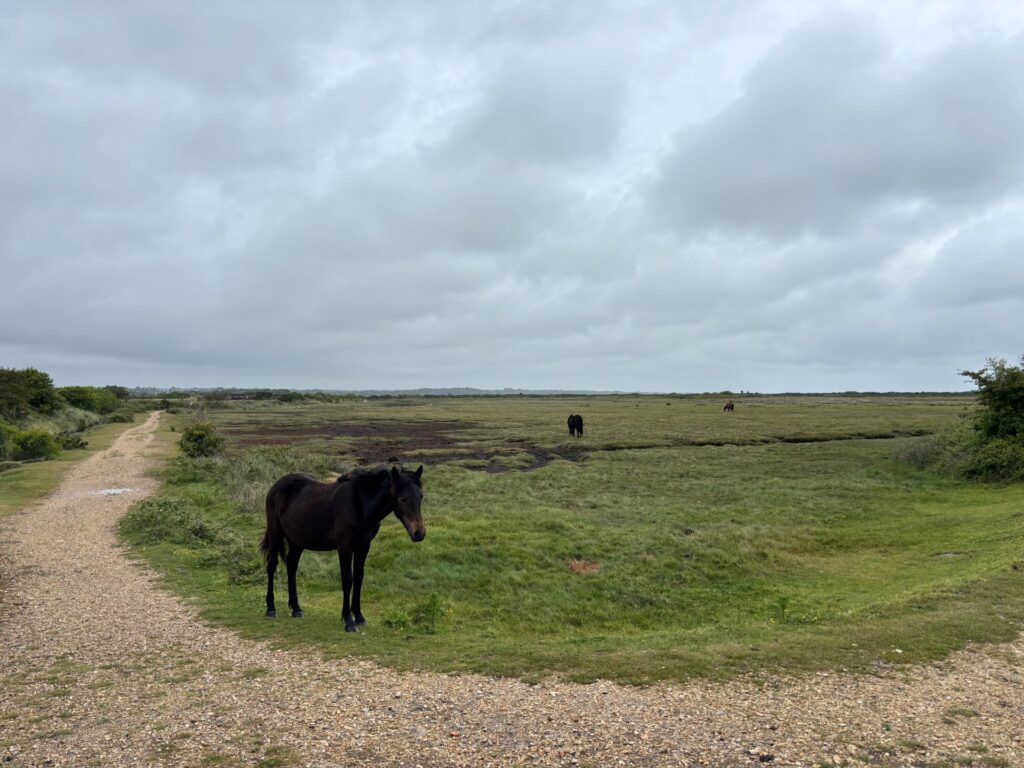 brown pony by a path