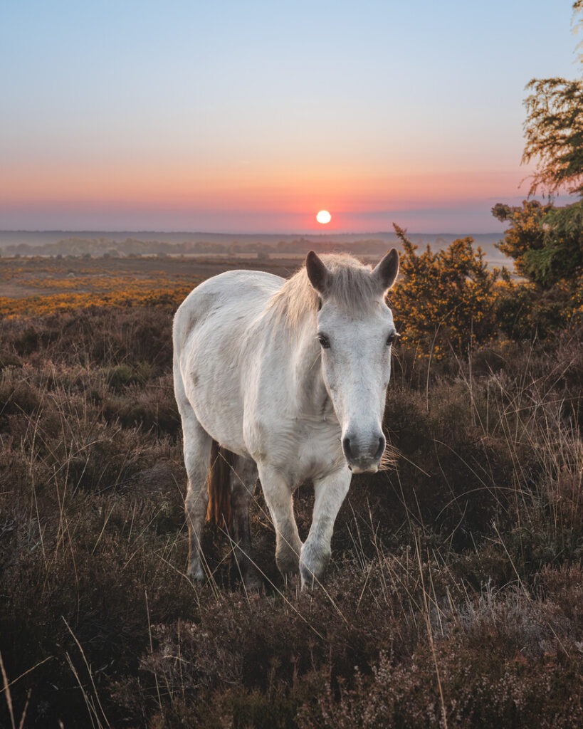 a white pony in heathland with the sun rising behind