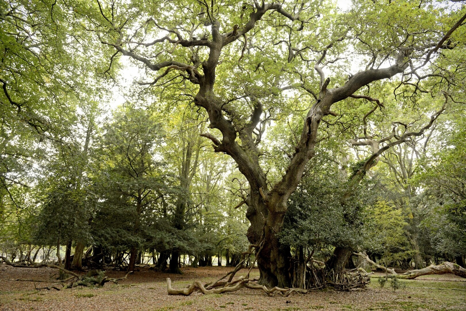 A large oak tree with smaller trees around