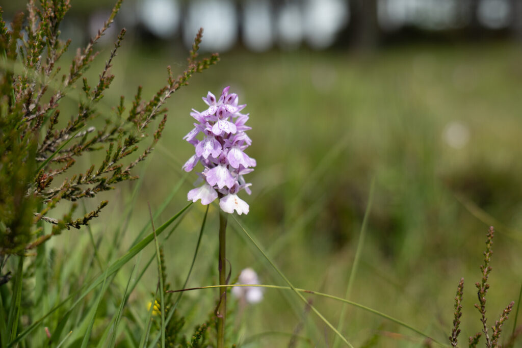 purple orchid