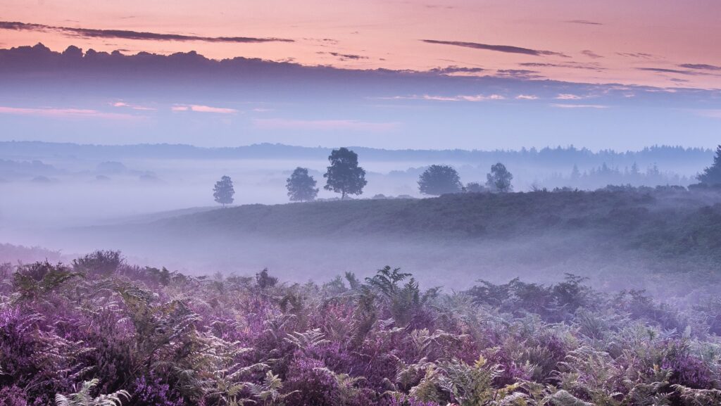 Mist lies across heather in this sunrise landscape image.