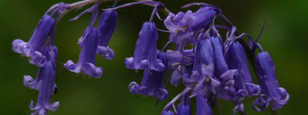Bluebell-flowers-1024×384