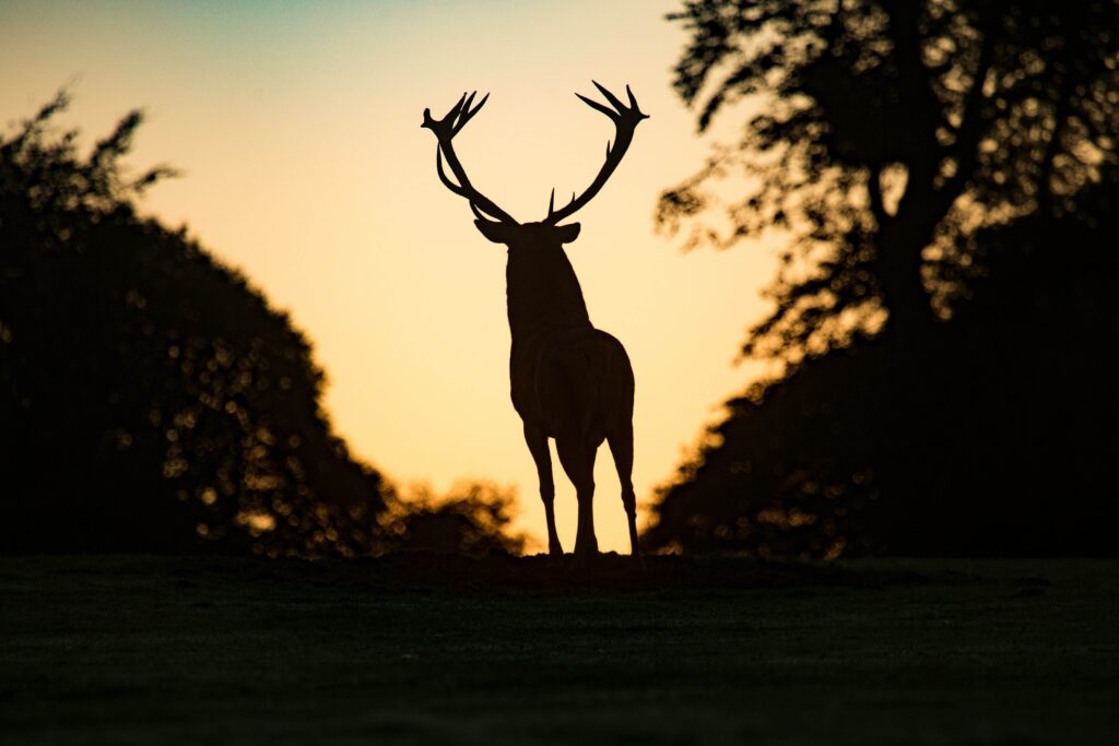 Deer-banner