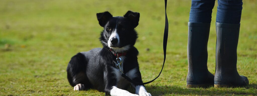 Dog on a lead in the New Forest