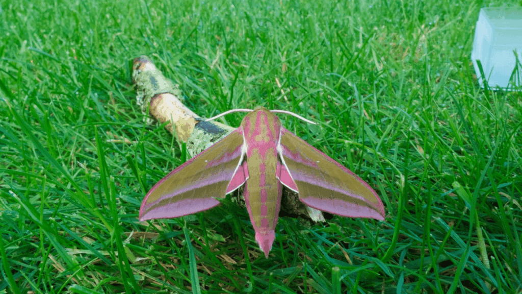 Elephant-Hawk-Moth-CP