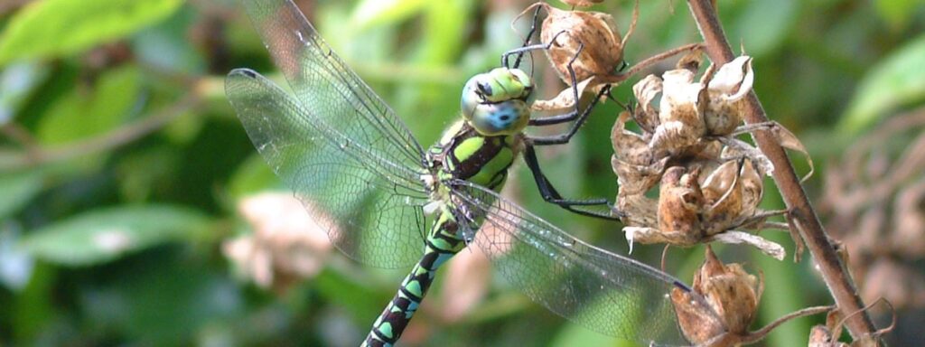 Southern-Hawker-Bernie-Bedford-1920×720
