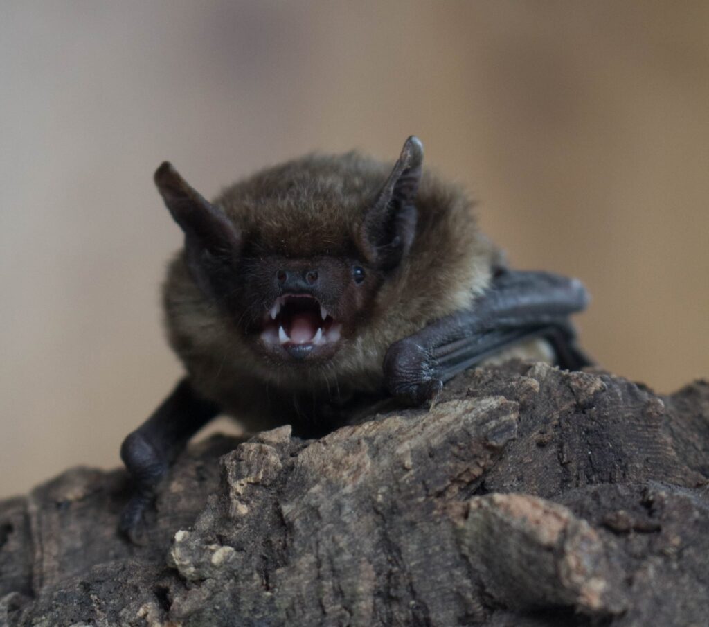 imgi_157_Serotine-Bat-Clementine-Pointer-crop-1920×1697