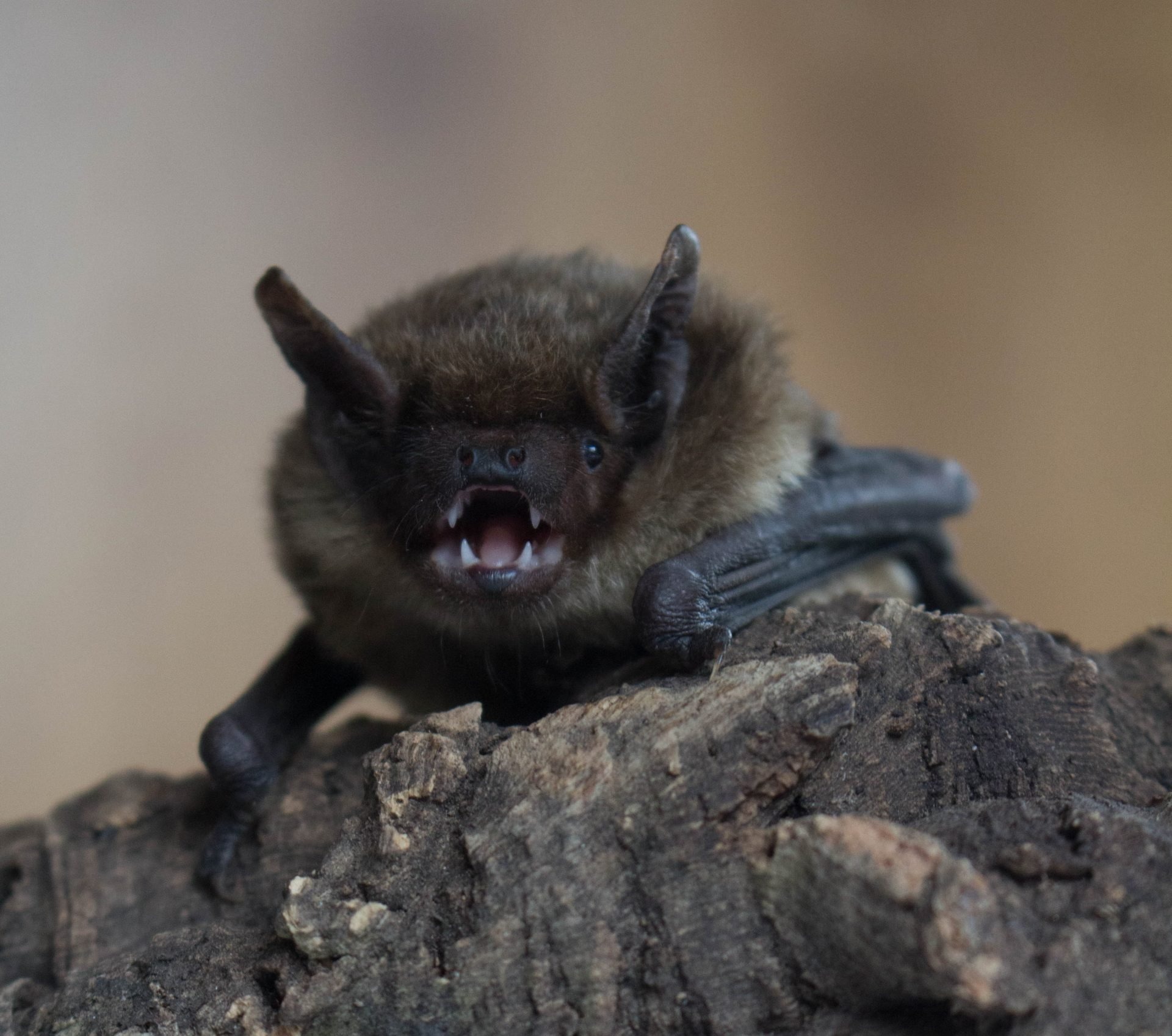 imgi_157_Serotine-Bat-Clementine-Pointer-crop-1920×1697