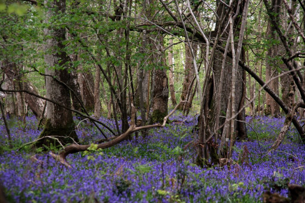 Buckland Rings