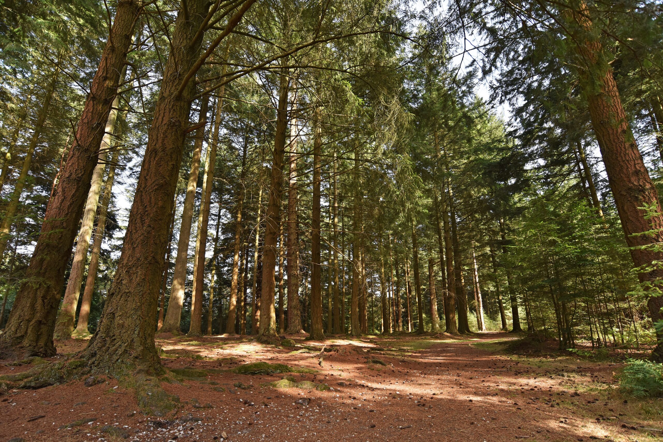 Sunlit pine forest with tall trunks and needle-covered ground, patches of light and shade among dense trees