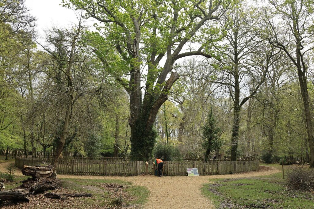 Knightwood Oak Stroll