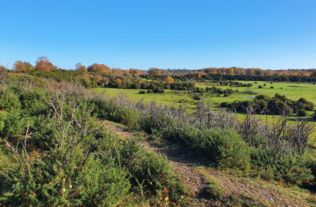 Rockford Common