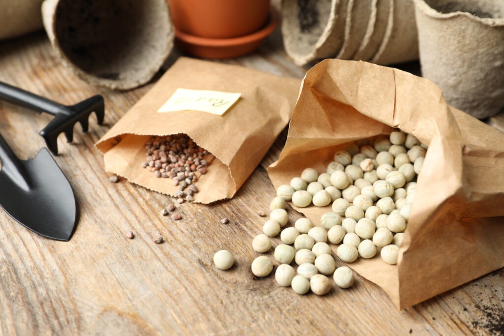 Open paper seed packets spilling peas and small seeds beside a hand trowel and rake on a wooden table
