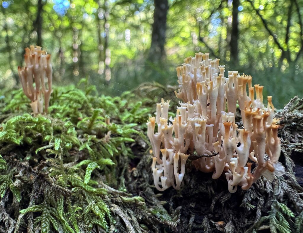 Candelabra Coral