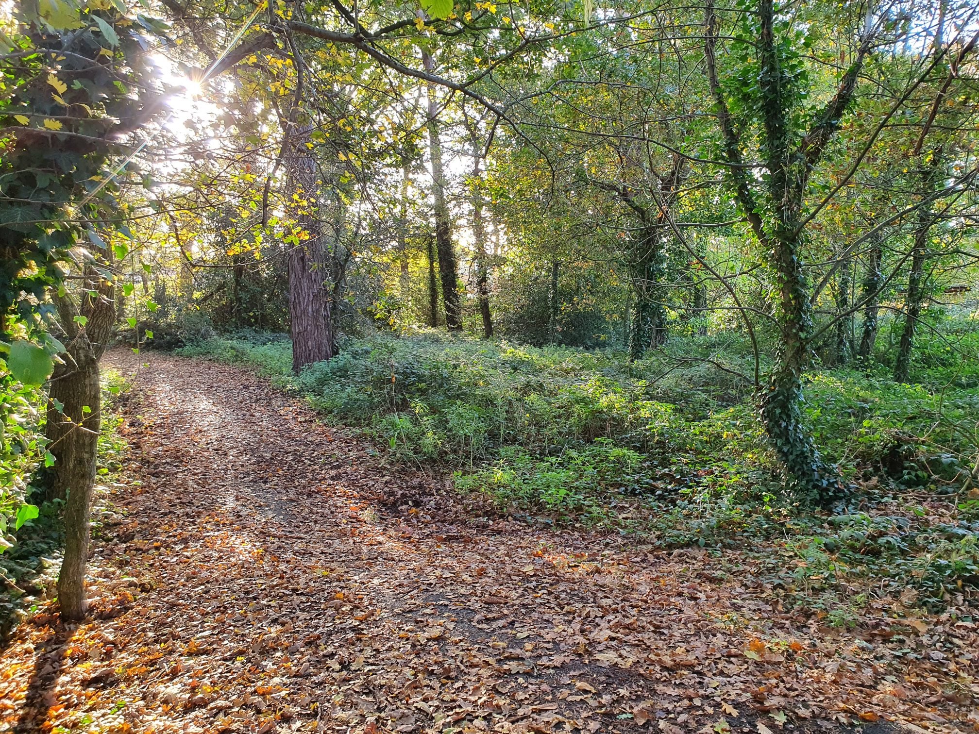 Clare Lodge copse