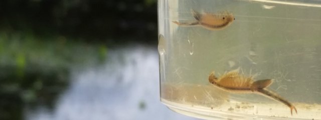 Fairy_Shrimp_in_a_New_Forest_pond_by_Naomi_Ewald2