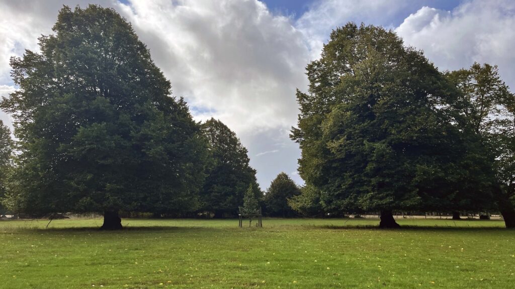 Newly planted tree between two grown trees