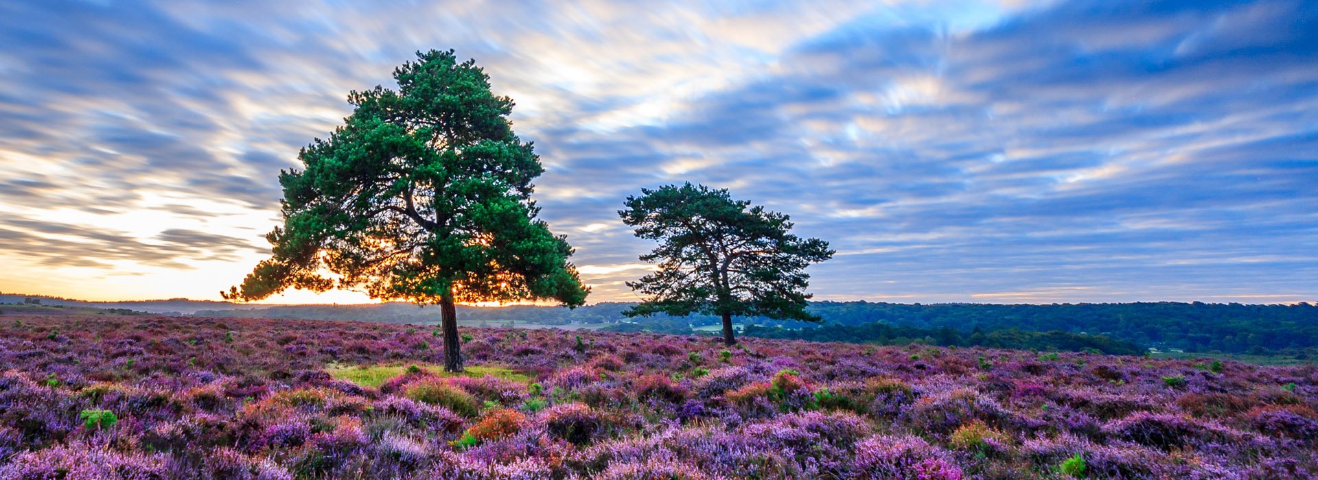 Ibsley Common header image Andy Hill
