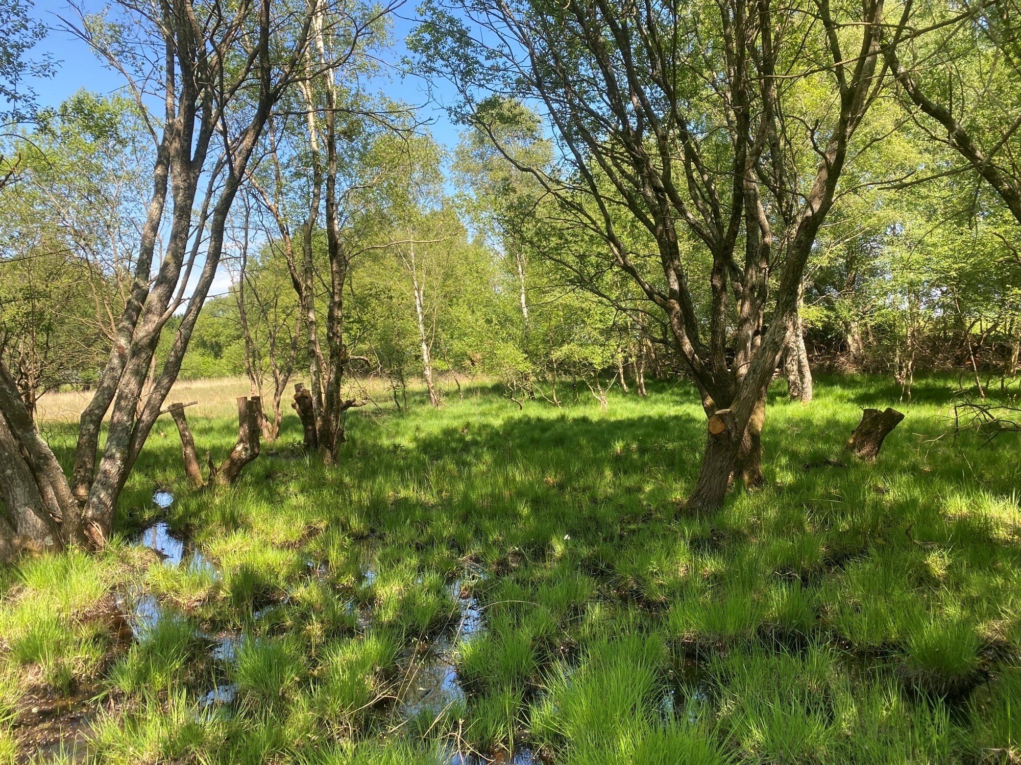 Landford Bog
