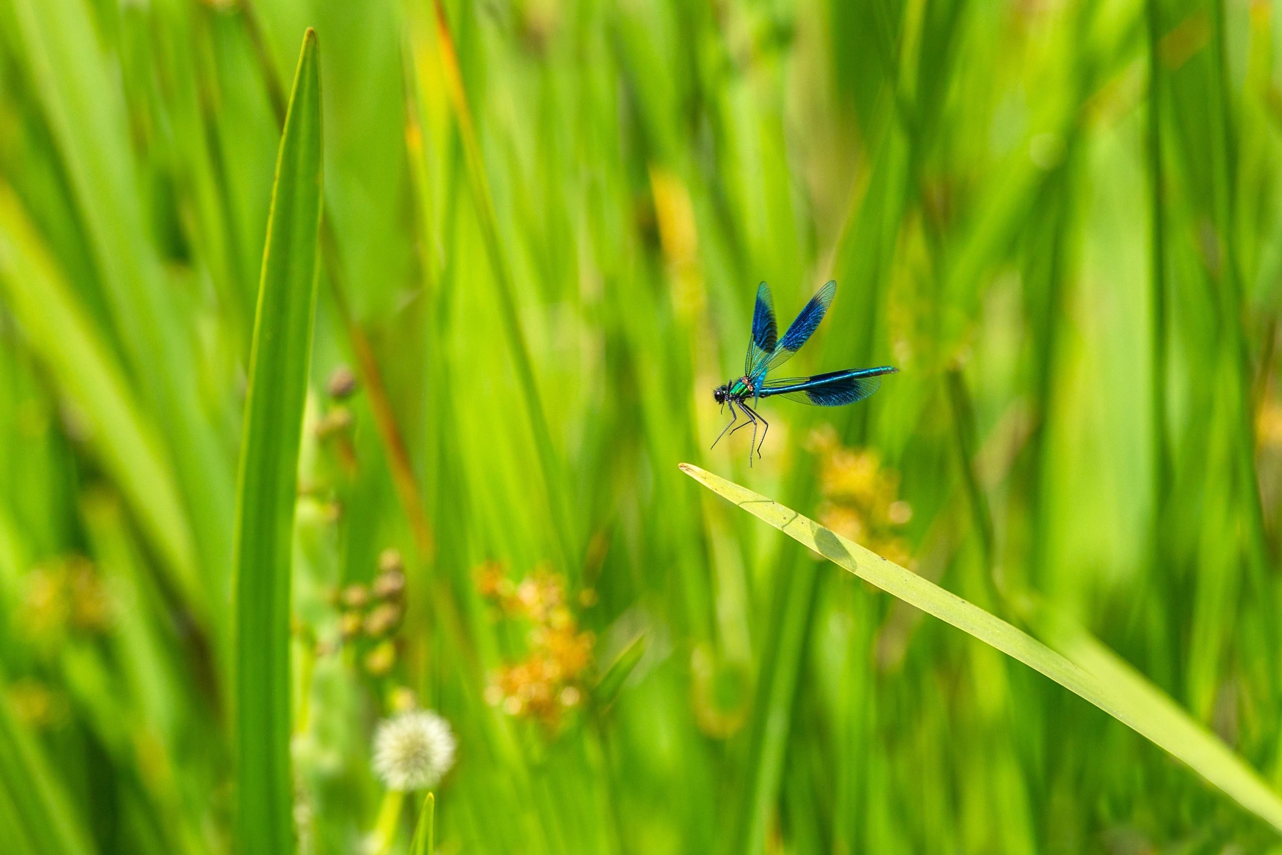 Landing by Peter LeCointe (Banded demoiselle)