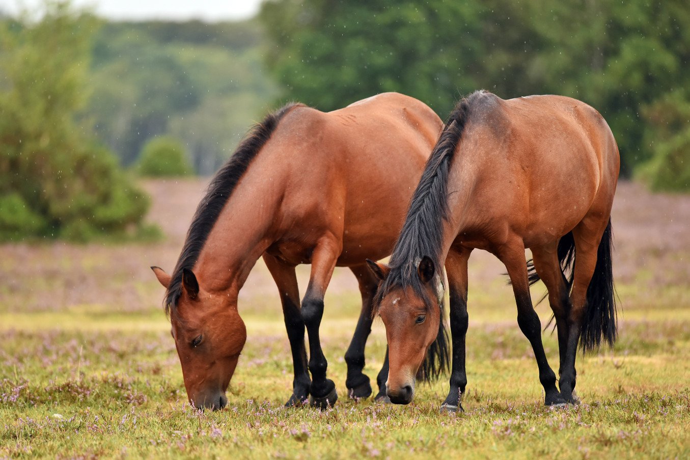 Two ponies graze on heathland