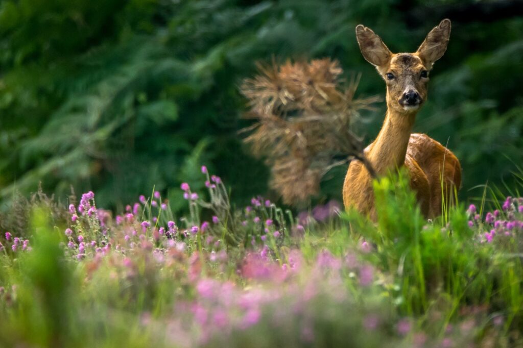 Deer Watch Trail
