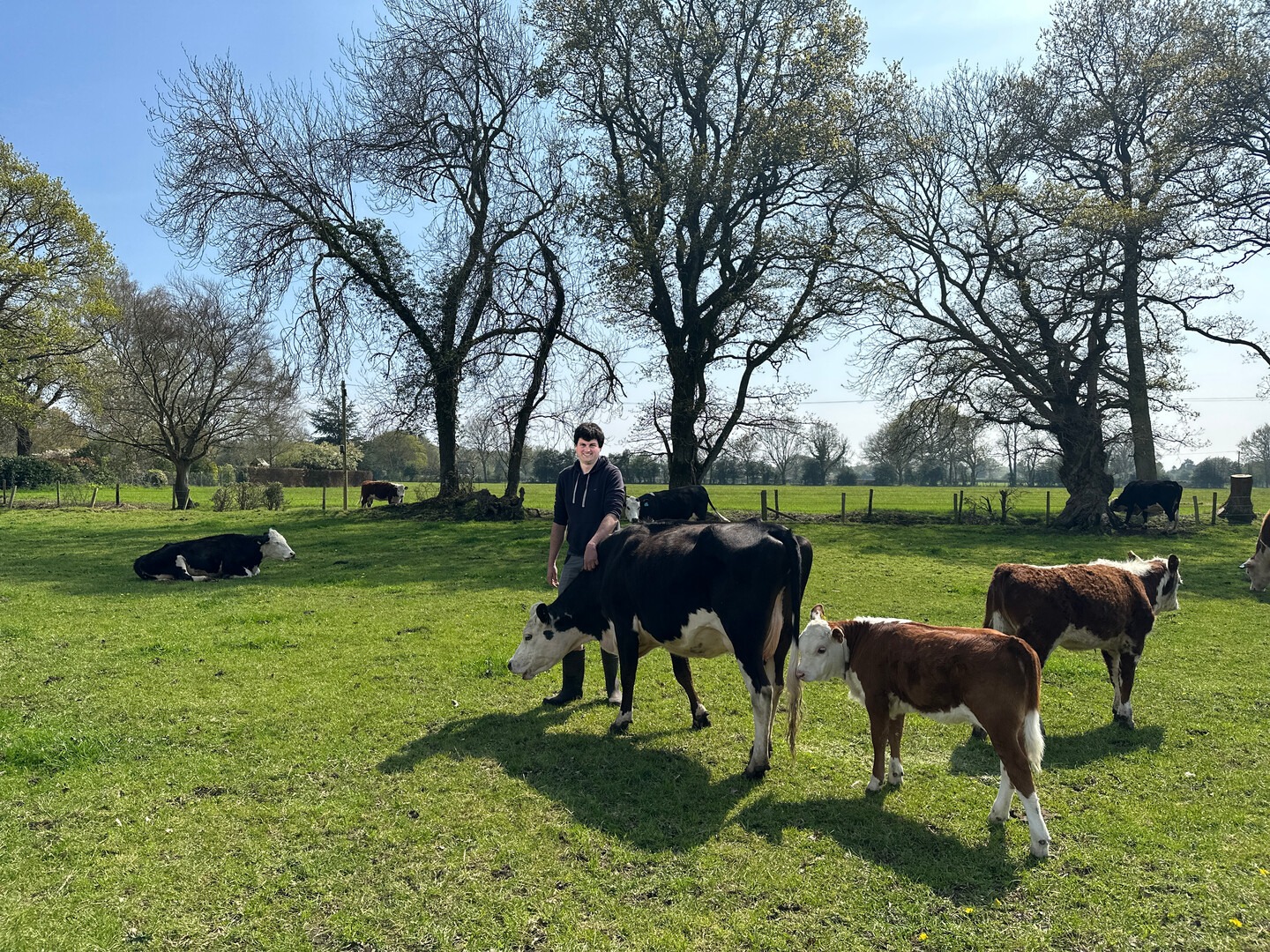 farmer and cows