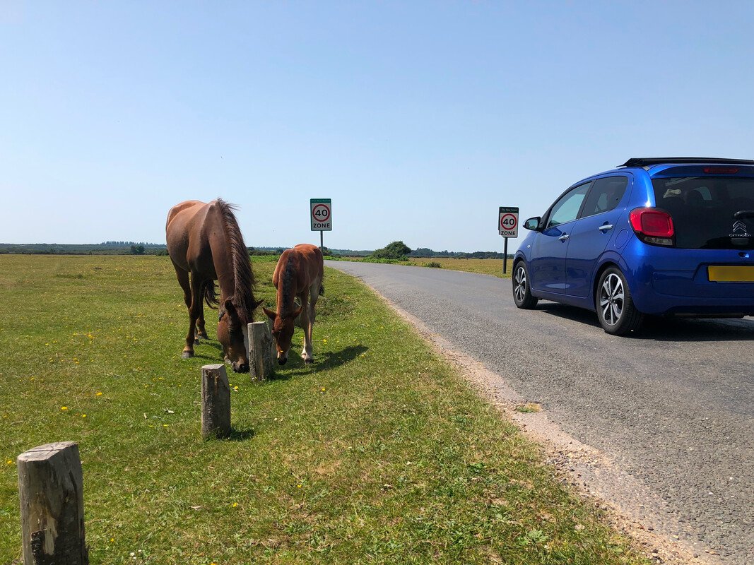 RS198_ponies_scr