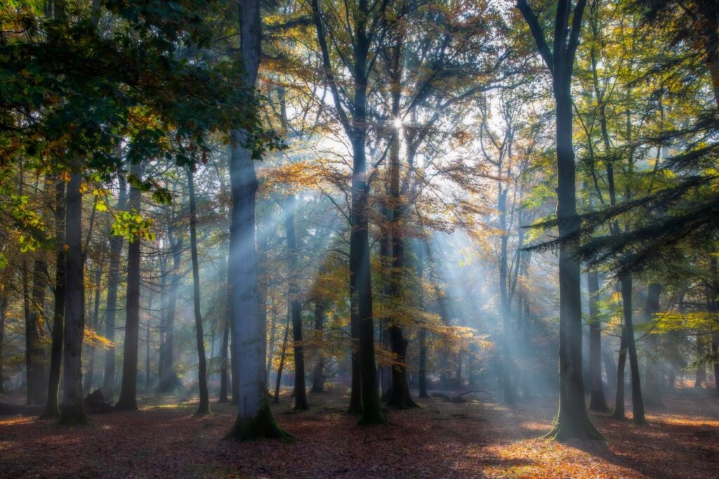 Tall Trees Trail