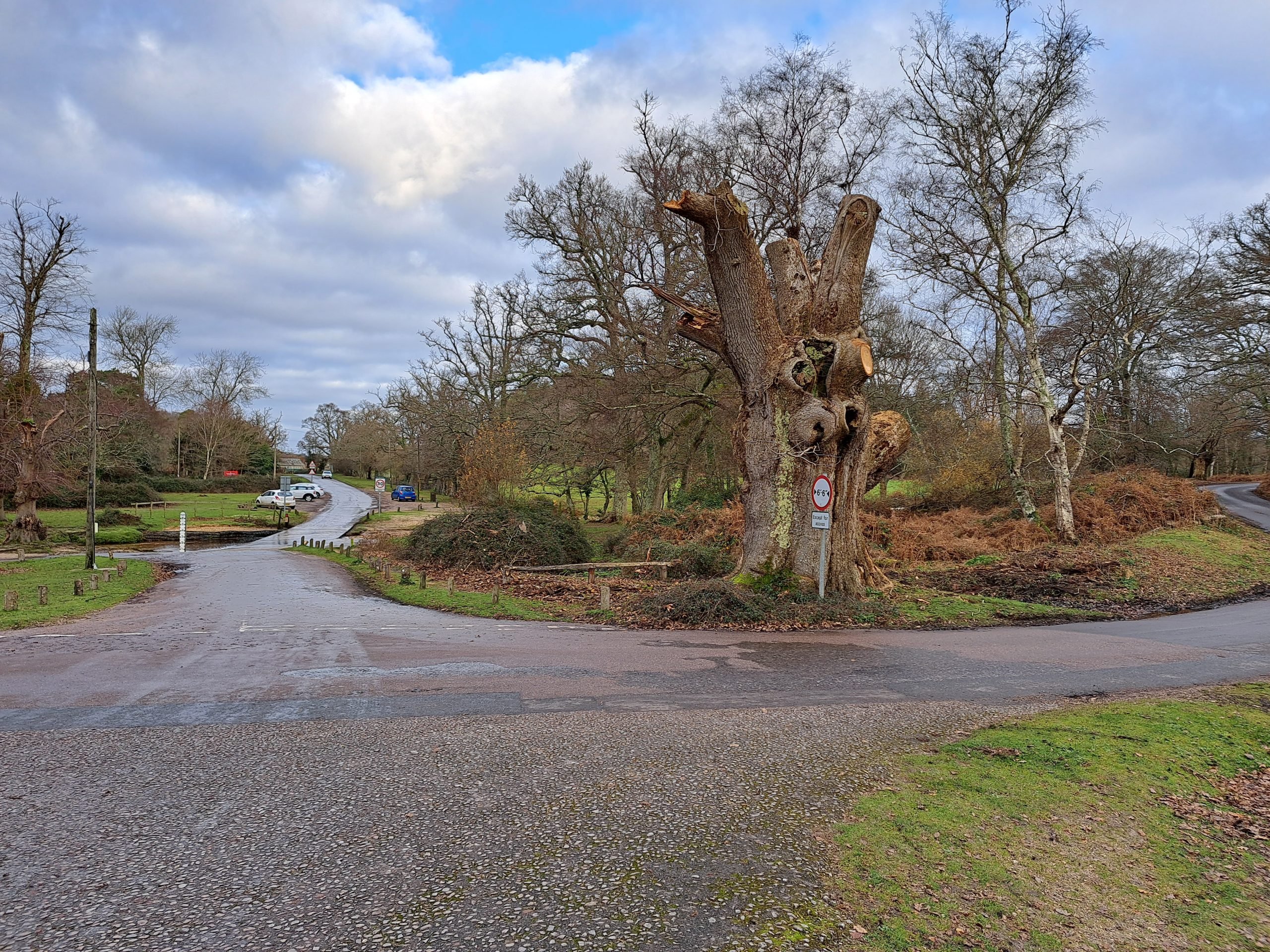 The King Oak at Moyles Court