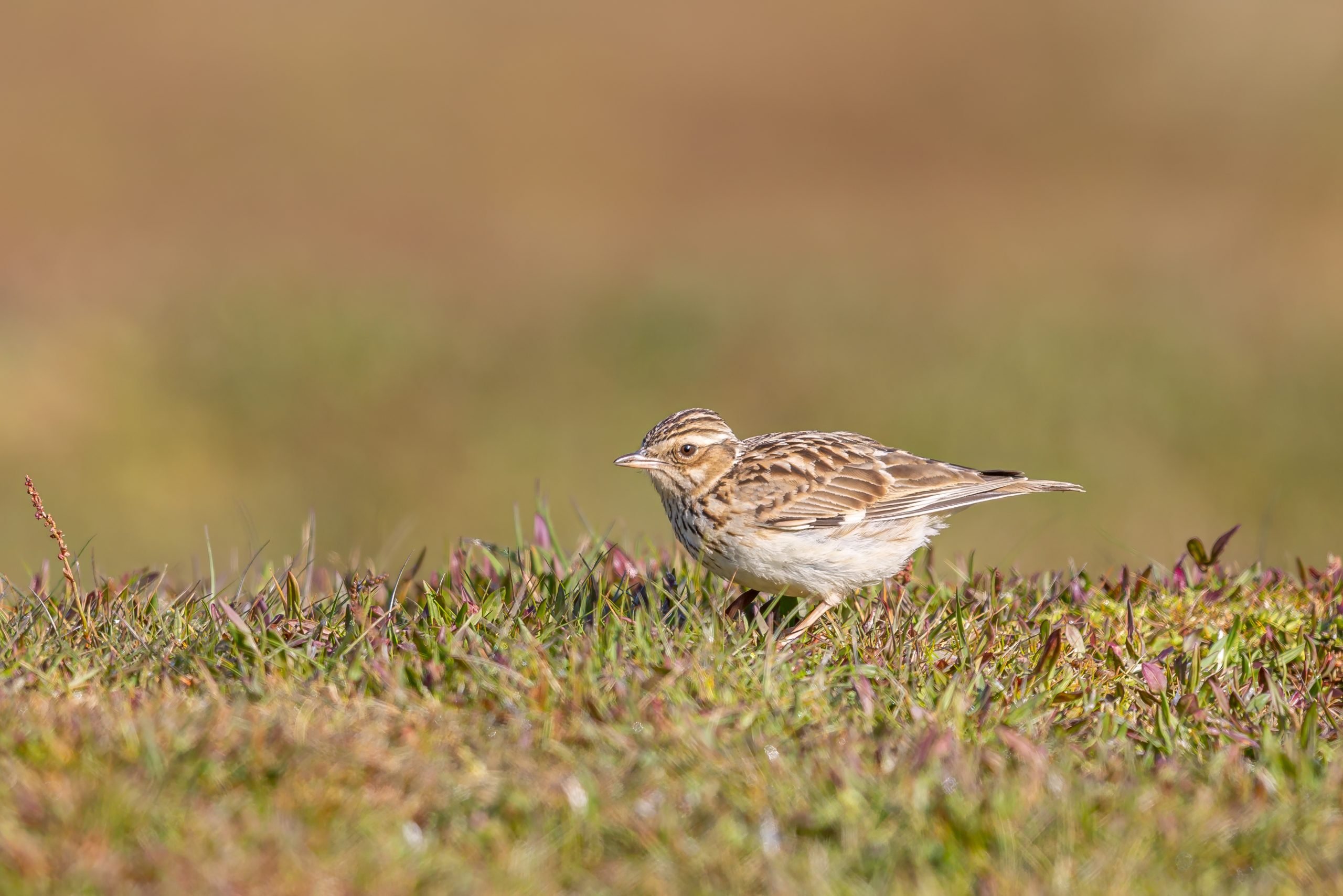 Woodlark