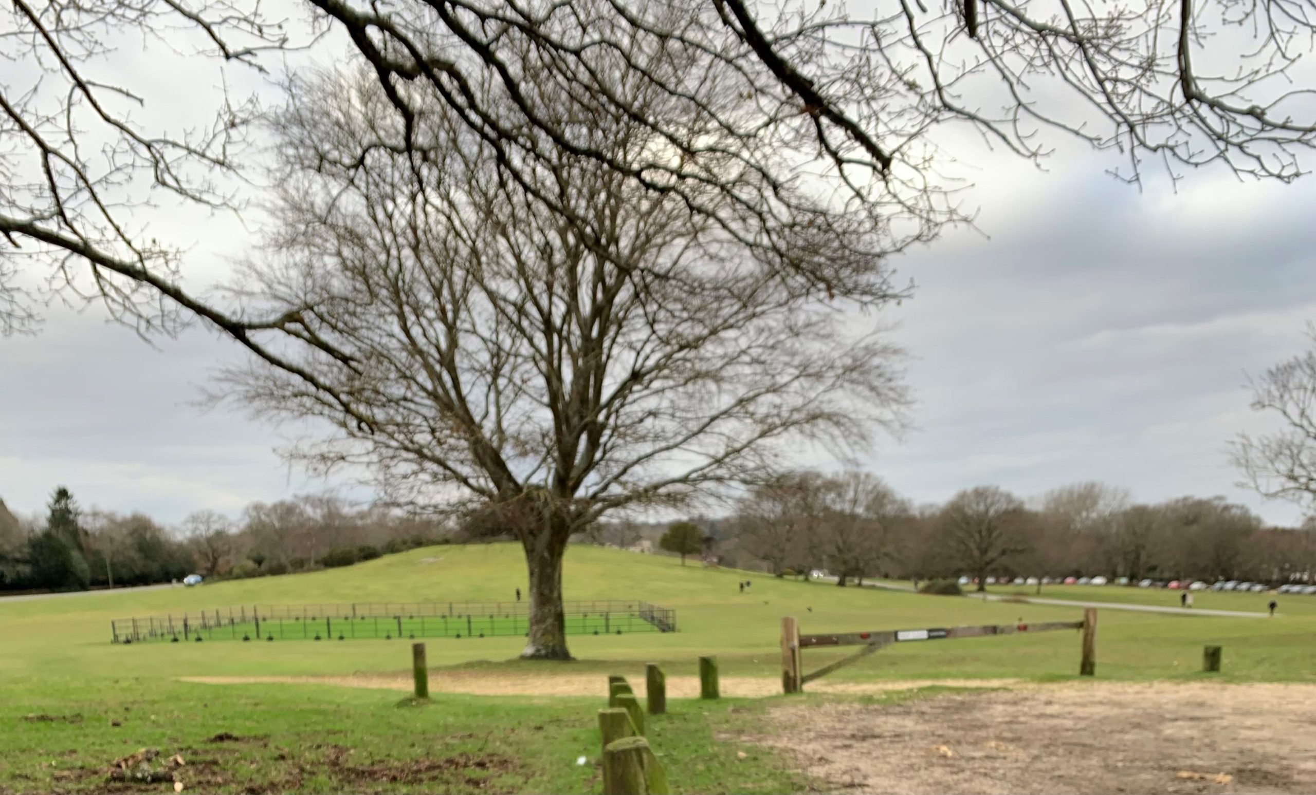 tree in park land