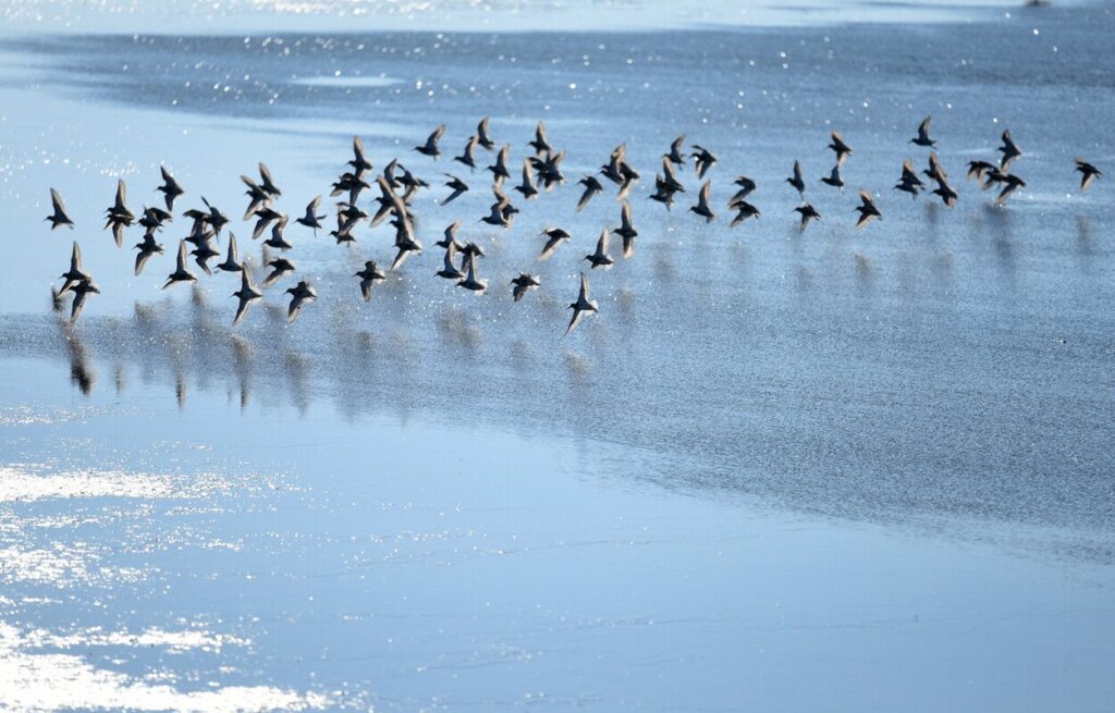 birds in flight across the sea