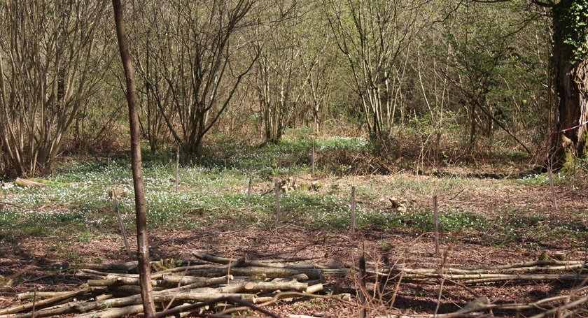 coppicing cet