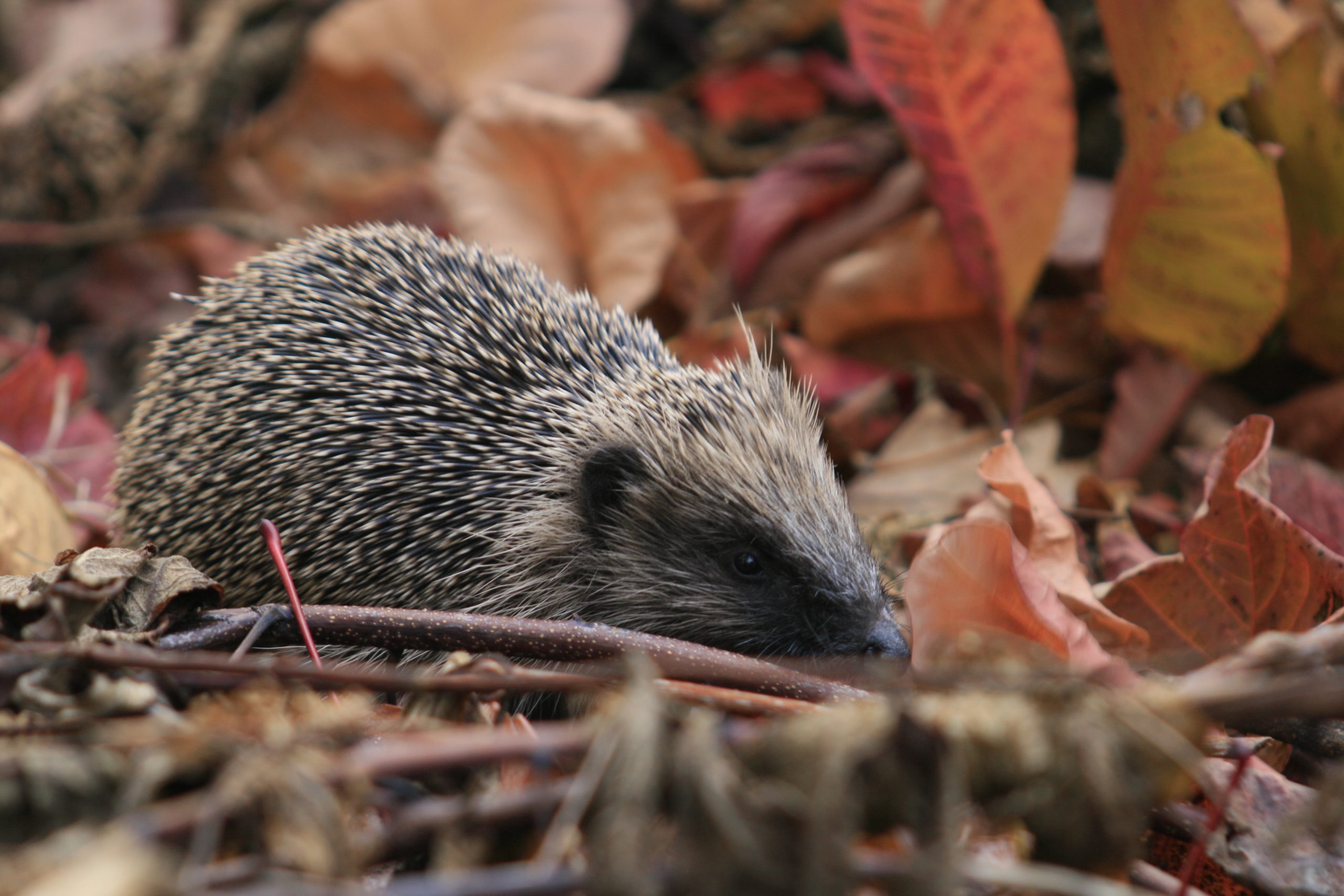Hedgehog