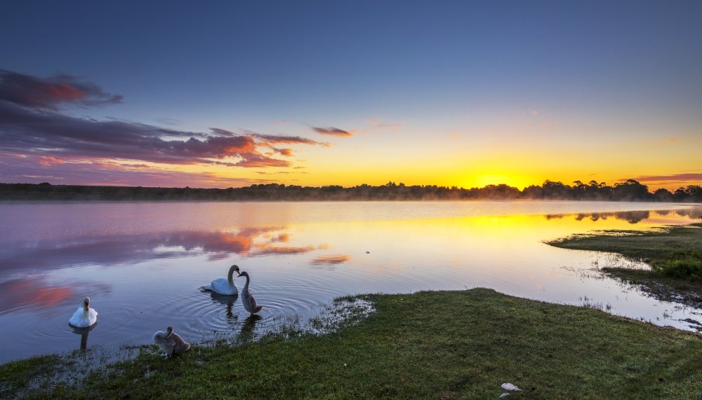 swans on pond